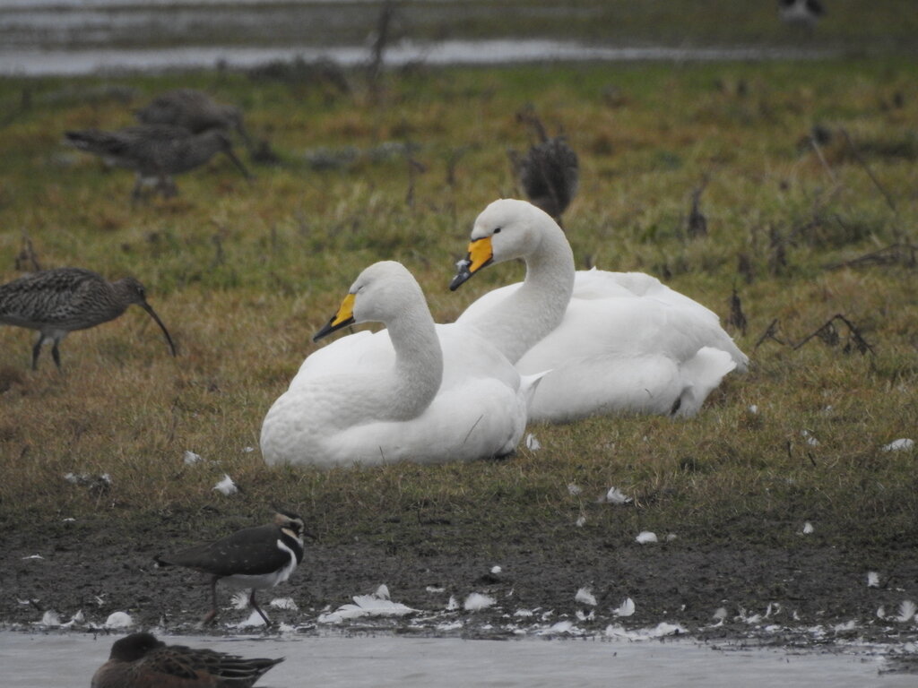 Лебеди кликуны, январь 2020, Великобритания, фото @Mike King