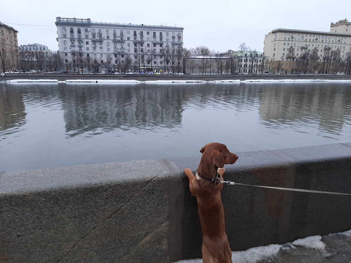 Прогулки с Чарли вдоль набережной. Фото автора