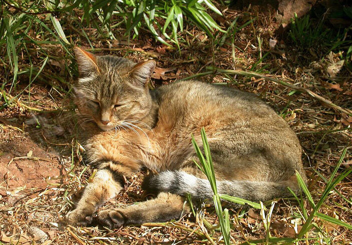 Степной кот- предок домашней кошки.