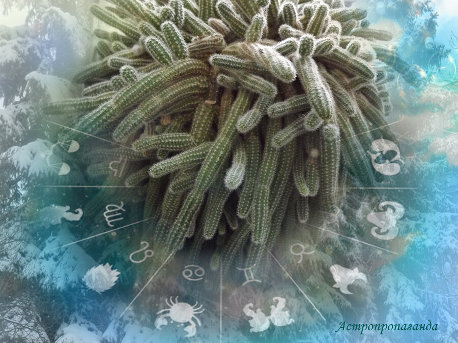 Коллаж Нины Стрелковой. 