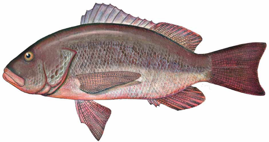 Lutjanus novemfasciatus