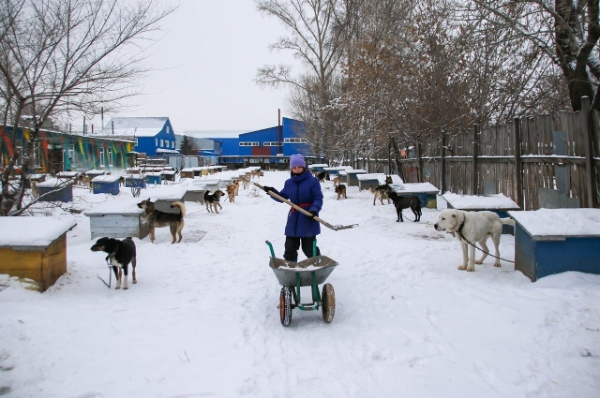     Волонтер из приюта «Ласка».