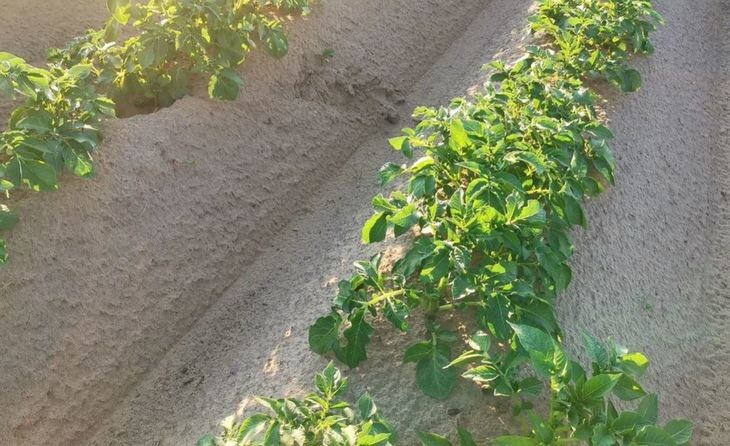    Сможет ли вода частично заменить нематициды на картофеле