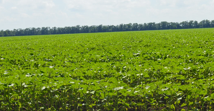 Фото автора. 2022 год. Всходы подсолнечника.