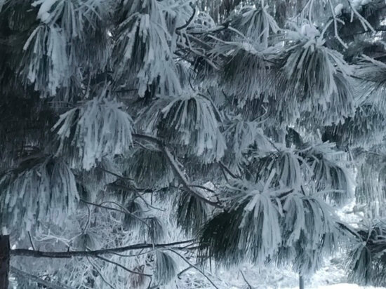     ФОТО НАТАЛЬИ ШЛЮШИНСКОЙ / "МК В ОМСКЕ"