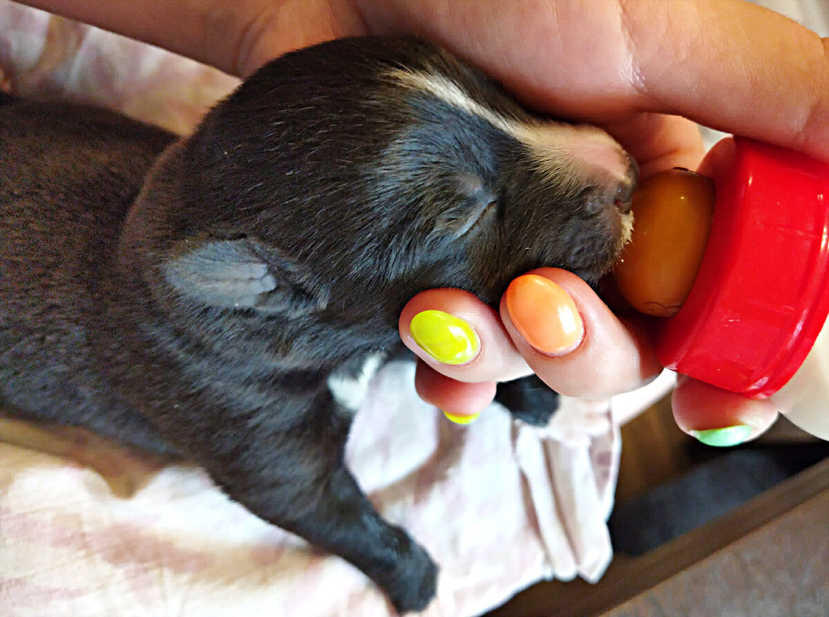 Рацион искусственно выкармливаемых щенков