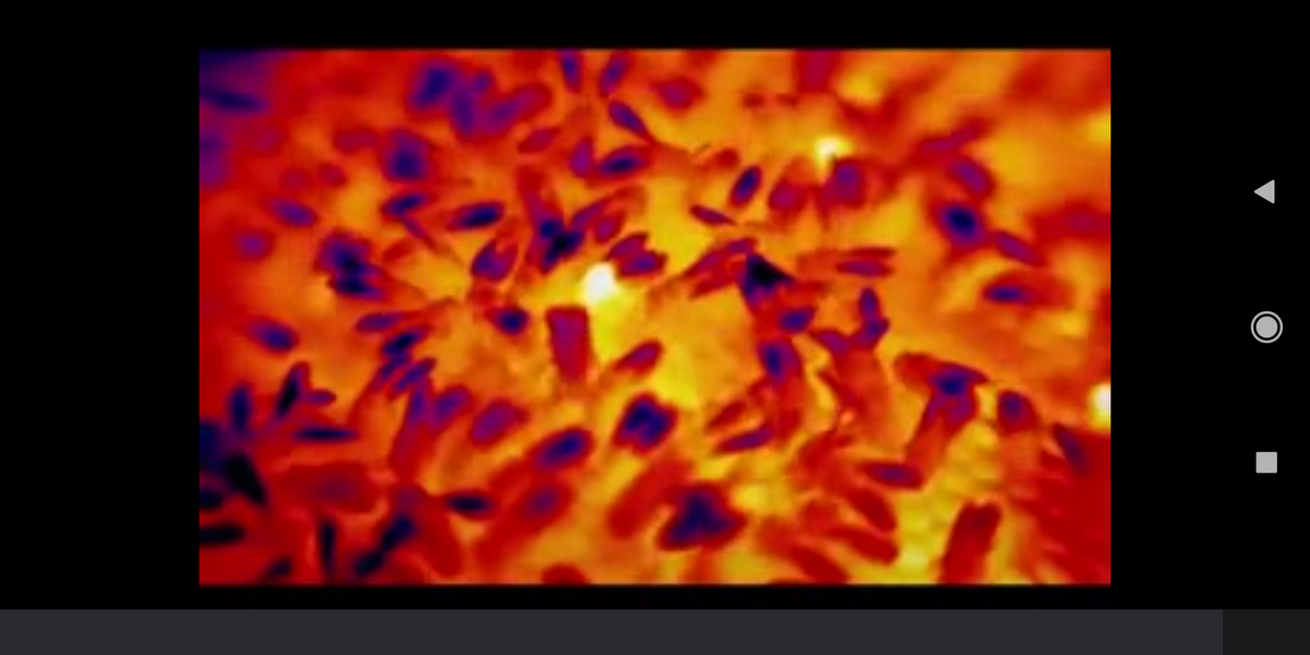 Скриншот с данного видео, в центре ярко жёлтая пчела- грелка среди обычных пчел.