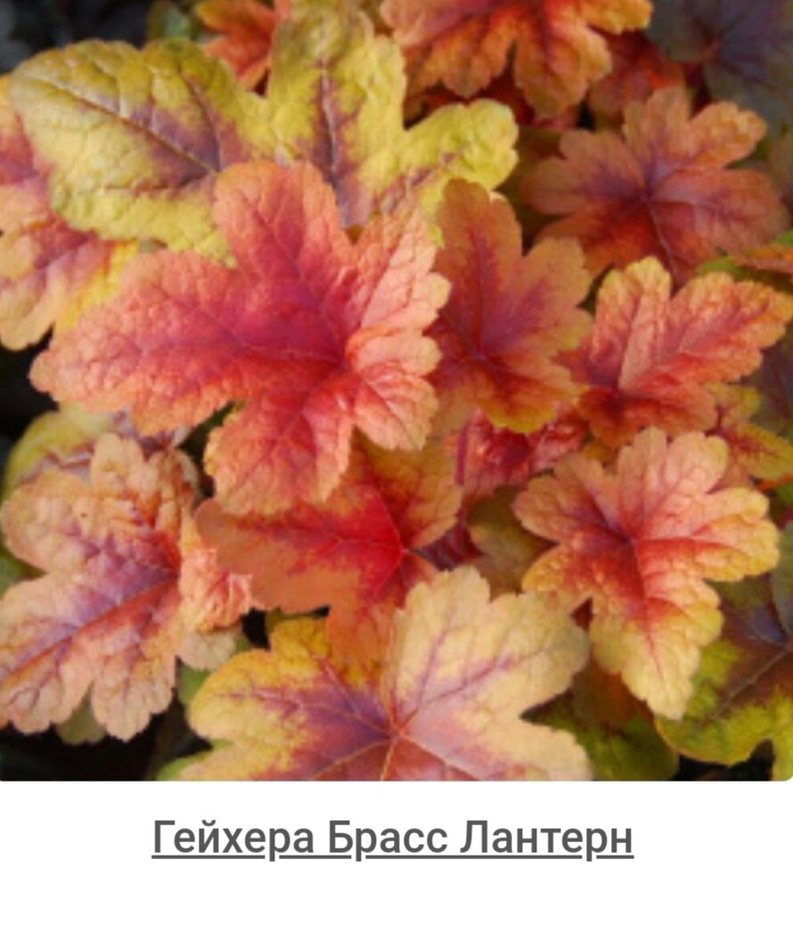 Похожа на Сладкий чай, но тоже надо 
