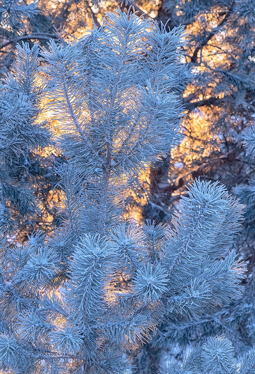 C frost
