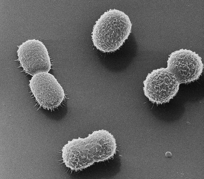 Бактерии Acinetobacter baumannii под электронным микроскопом. (Фото: Borys Kozielski / Flickr.com)