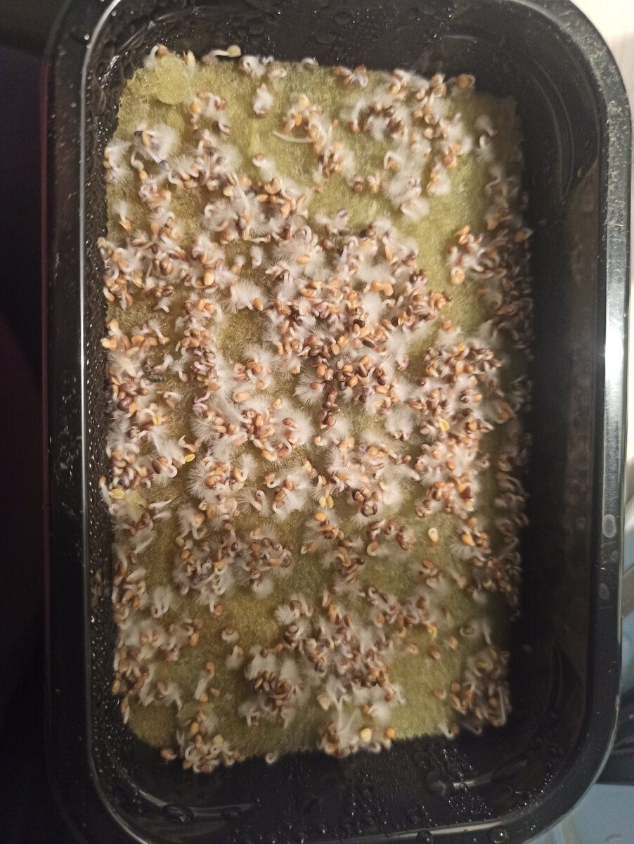 Семена на следующий день после посева