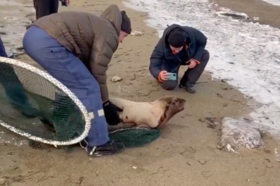     Млекопитающее рычало и огрызалось, но все же позволило погрузить себя на сани  Скриншот с видео