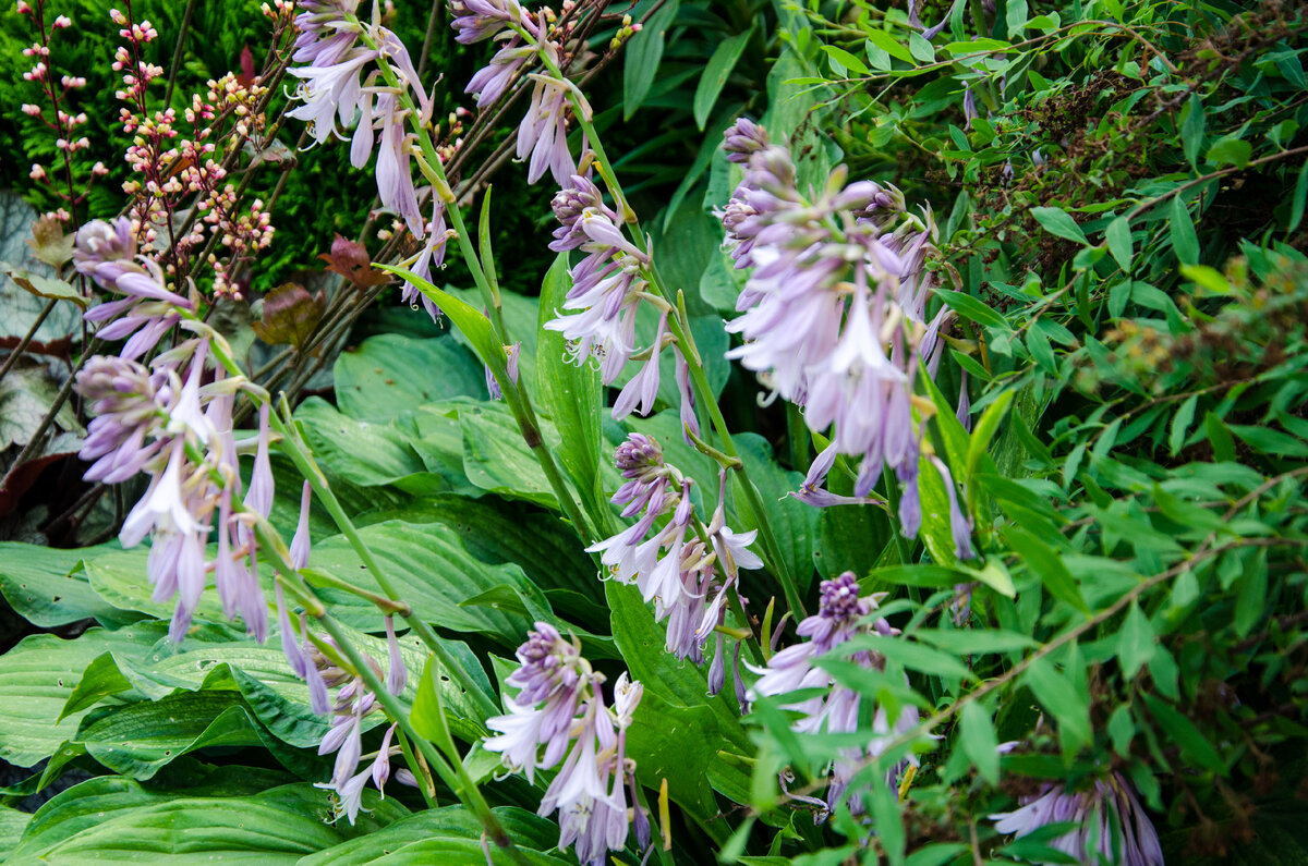 Хосты с ярким листом, без полосок. Фото Зеленой Стрекозы