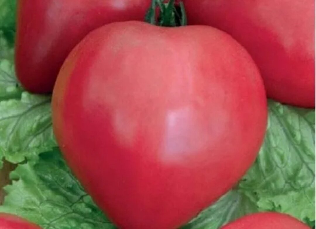 Описание сорта томата сахарный бизон. Помидор сахарный бизон фото и описание. Сорт помидоров бизон. Сгорели помидоры. Описание сорта томата сахарный бизон.