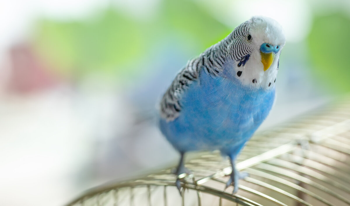 Здесь перечислены одни из самых популярных видов. И несмотря на их схожесть, каждую птицу отличает свой характер и внутренний мир.