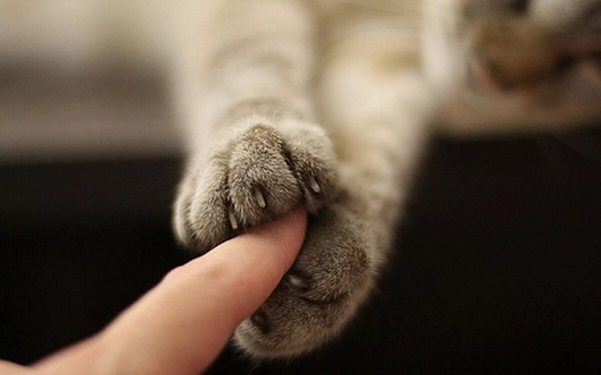 Фото с сайта: https://smartik.ru/lysva/post/157219935