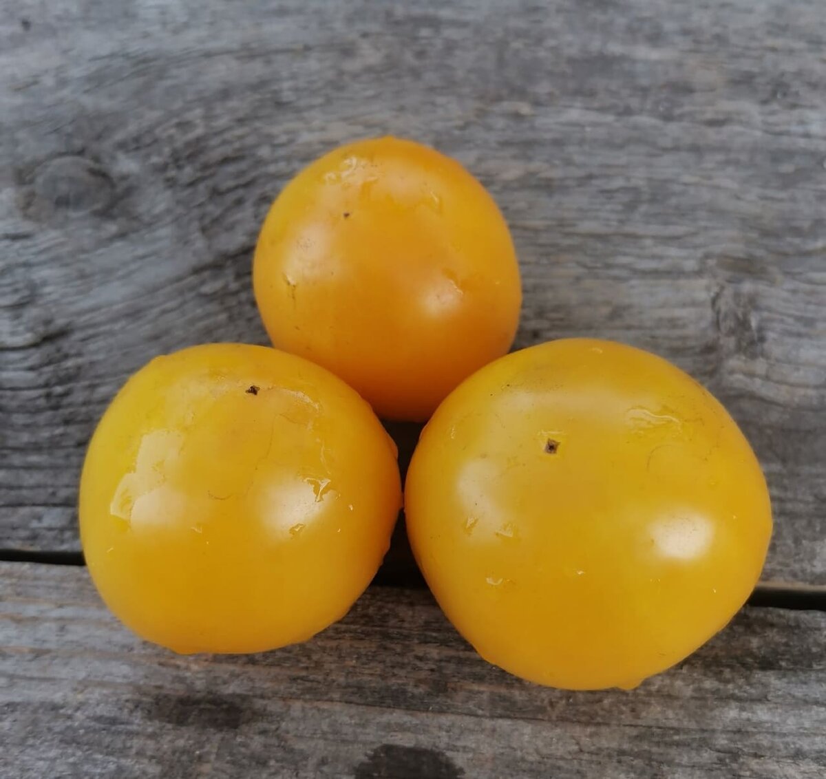 Все фото из открытого источника. Томат "Такси". Листаем вправо.