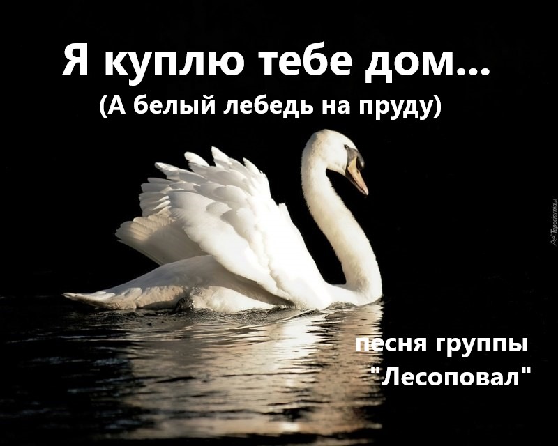 Белый лебедь кто исполняет. Лебедь белая песня. Белый лебедь на пруду песня. Лесоповал белый лебедь на пруду. Лебедь белая слова.