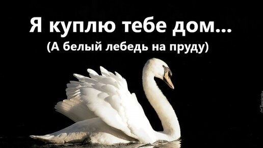«Я куплю тебе дом» (Белый лебедь на пруду) | Песни под гитару | Дзен