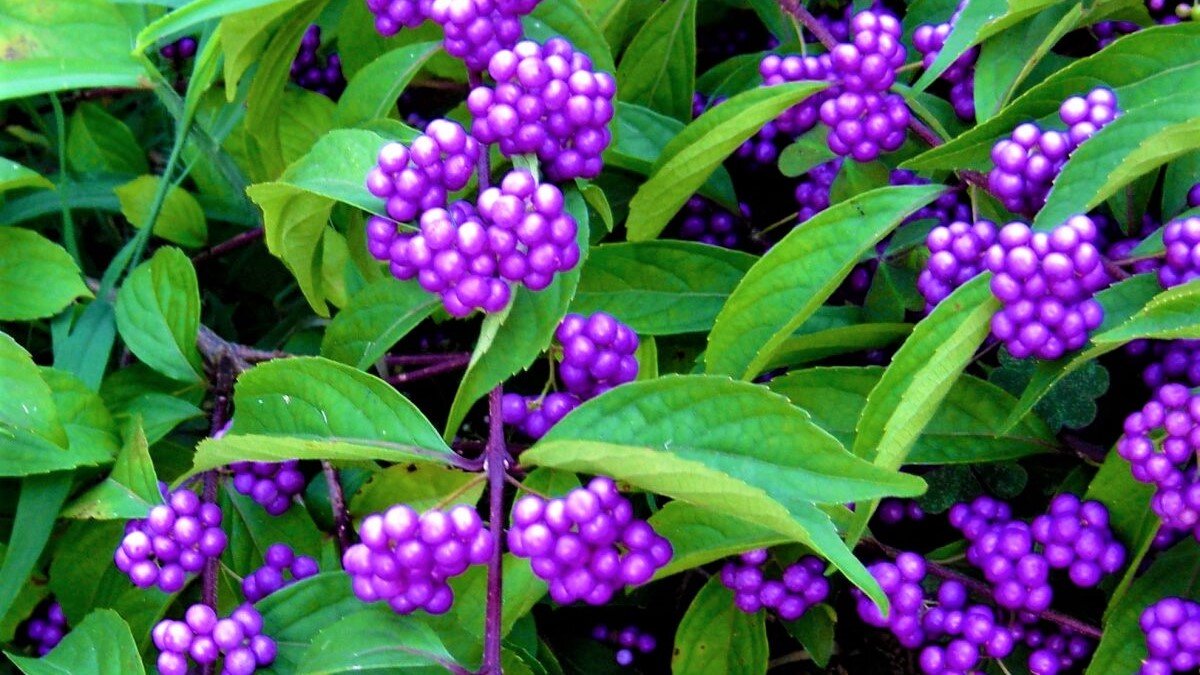 Эффектный кустарник красивый даже зимой! | GardenLife | Дзен