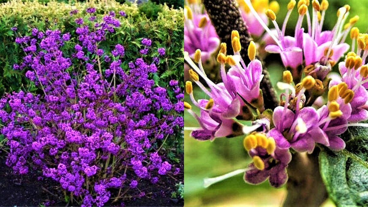 Эффектный кустарник красивый даже зимой! | GardenLife | Дзен