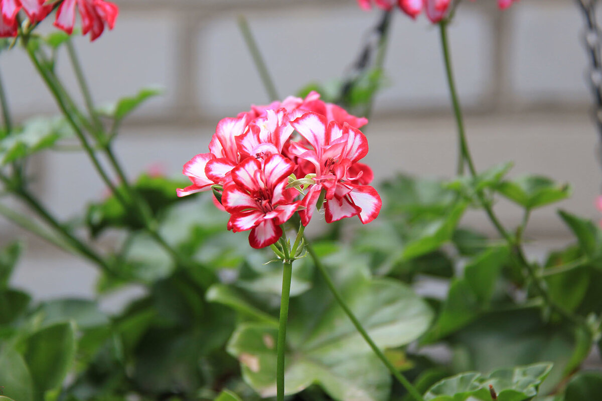 100 Seeds 2020 Harvest Red Pelargonium Hortorum Geranium Seeds - Buy Geranium Se