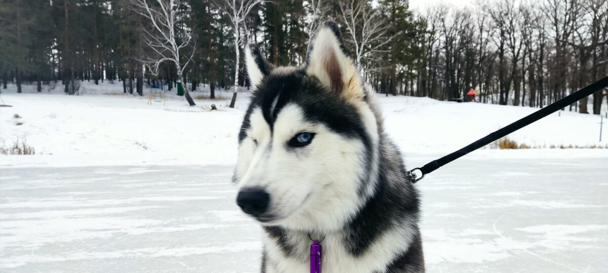 Рука хаски