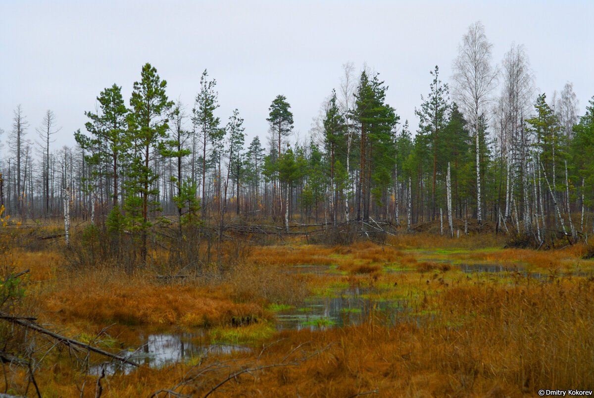 Торфяное болото в лесу Россия