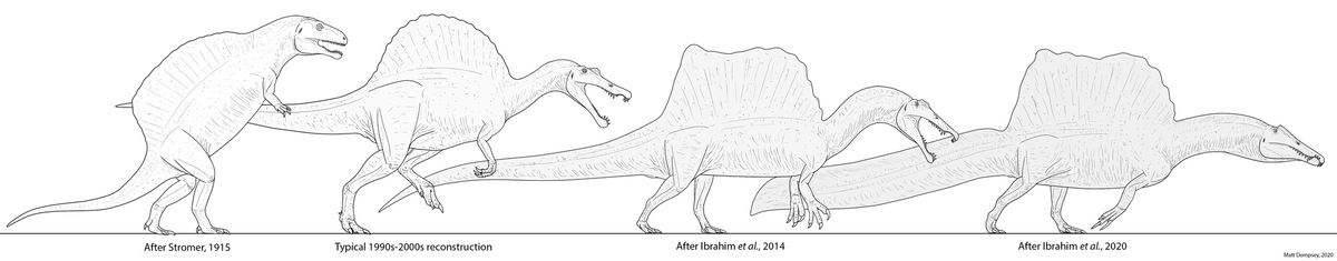 Спинозавр: Этот динозавр вертится в гробу от того, сколько раз ему меняли внешность. Новые исследования вновь перевернули взгляд на ящера