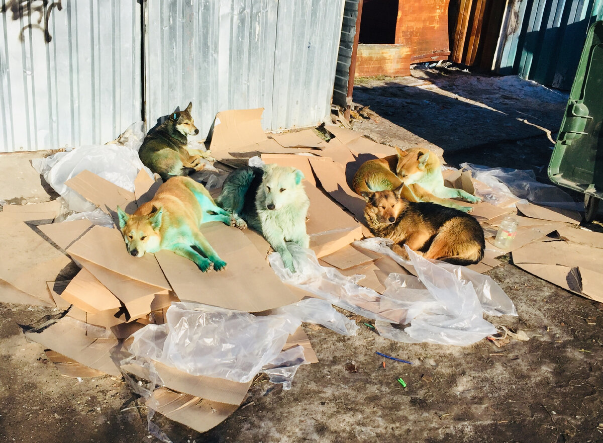 Почему появляются зелёные собаки? Узнайте причину и проверьте, сможете ли вы отгадать