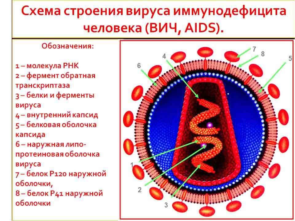 Схема строения вич инфекции