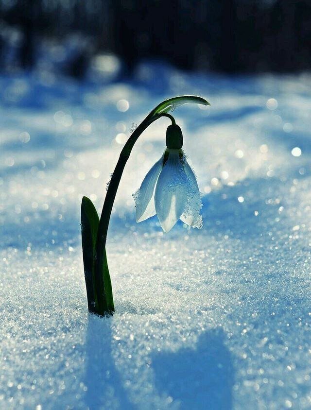 Pinterest.com