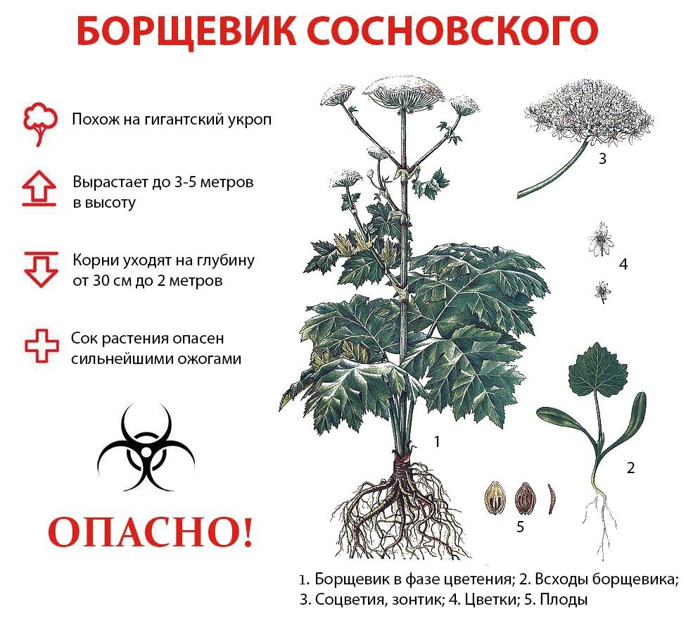 Ботанический рисунок борщевик сосновского