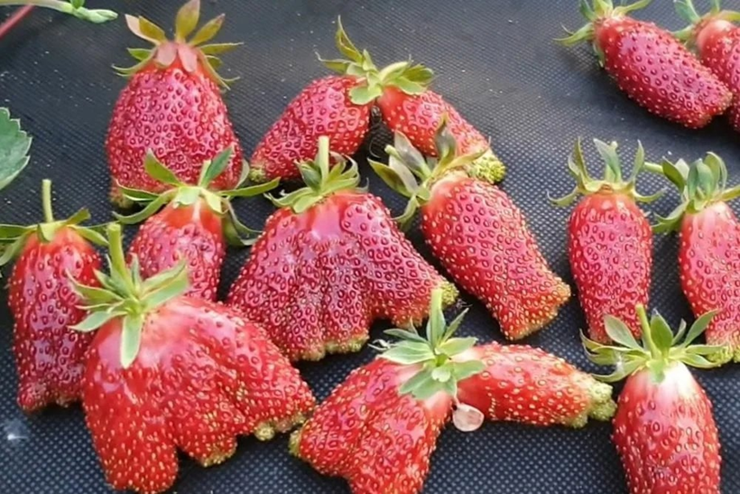 Селекция земляники