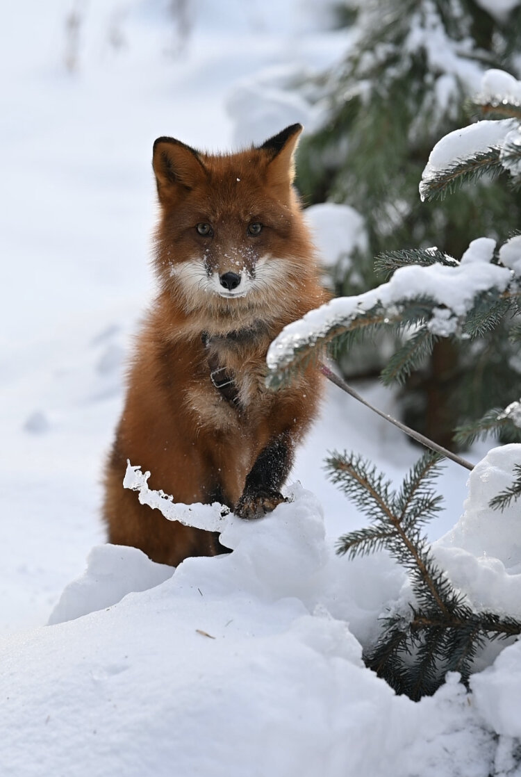 Домашний лис David Diaz 