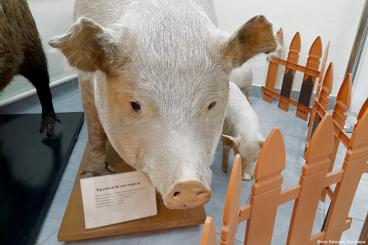 Современные методы воспроизводства скота