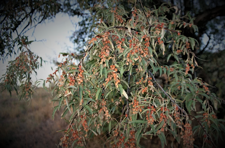 Вот она - джида