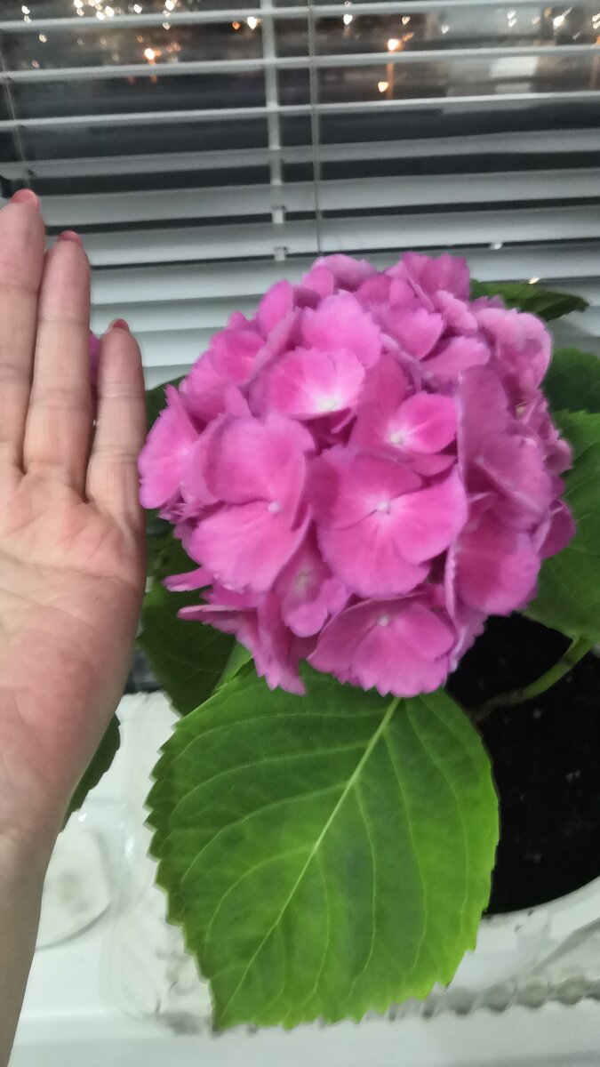 Хороший такой размерчик шапочки 