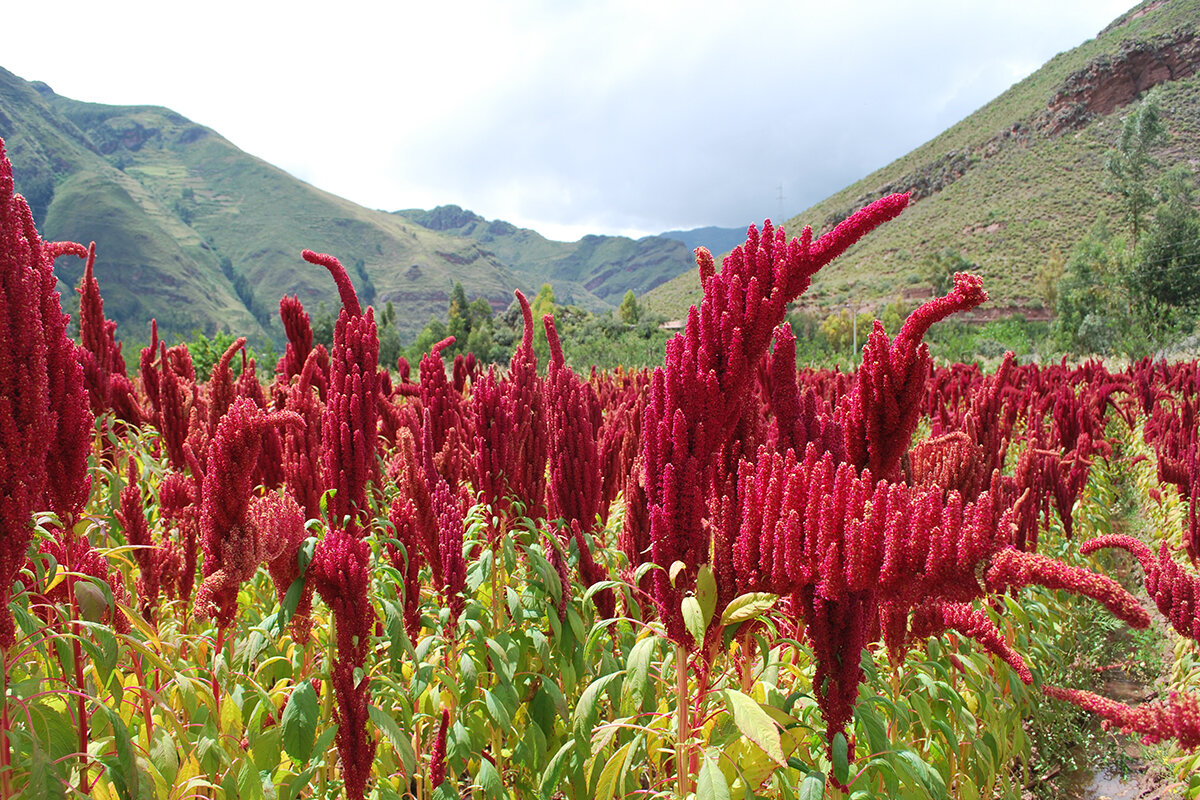 Амарант произрастает в Африке и Южной Америке