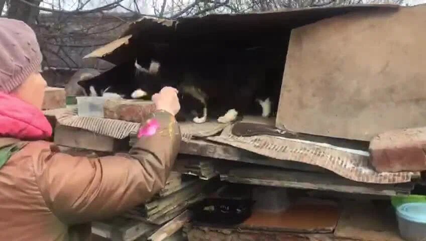 Здесь Василек родился и жил первые месяцы