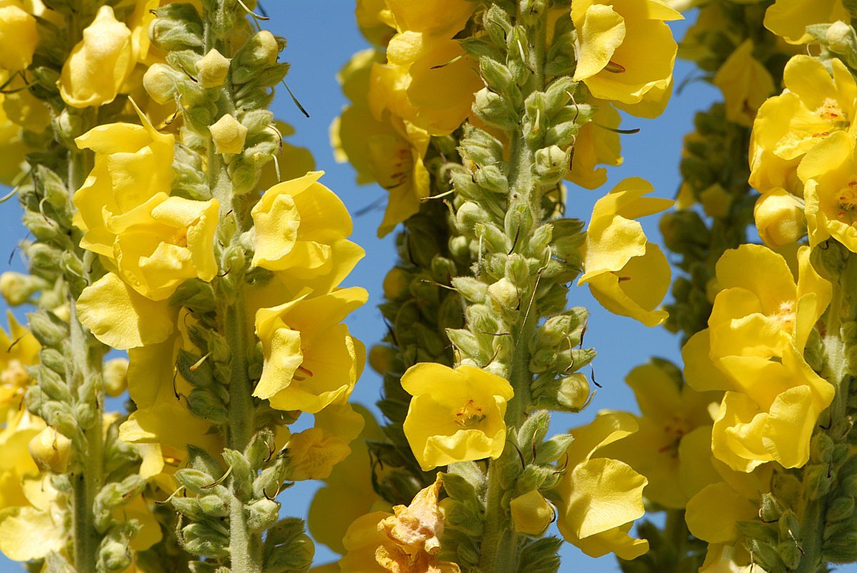 Verbascum Thapsus коровяк обыкновенный