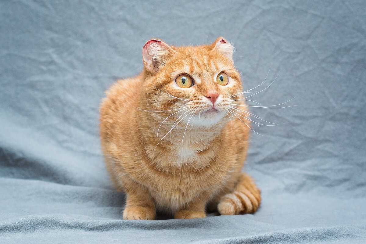 Смотрите, ушкам уже гораздо лучше! 