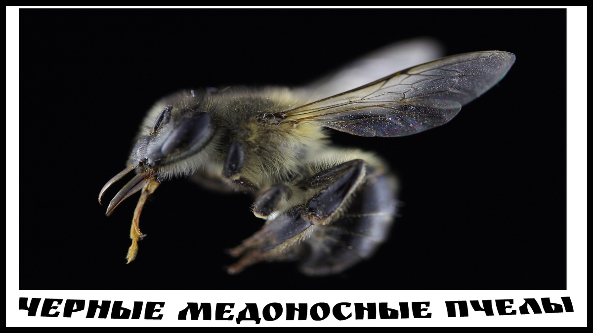 Черные медоносные пчелы 