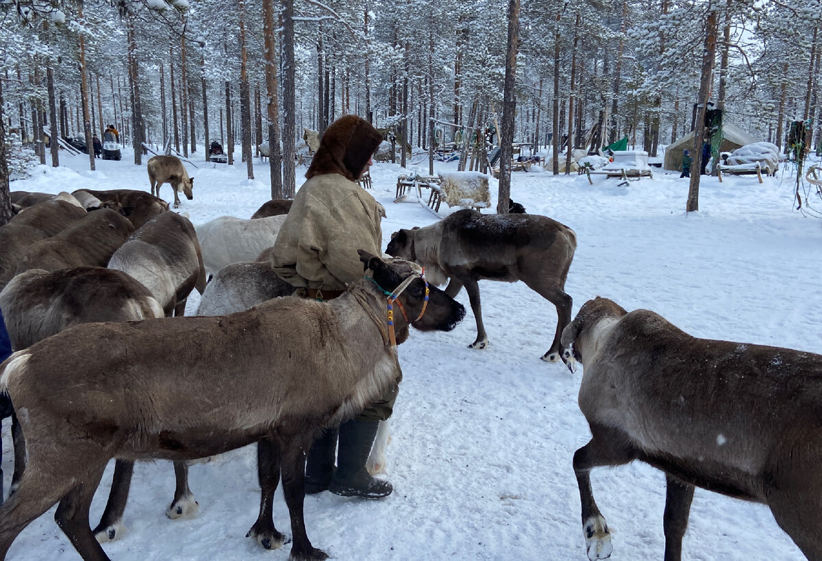 Оленевод среди стада оленей | Личное фото