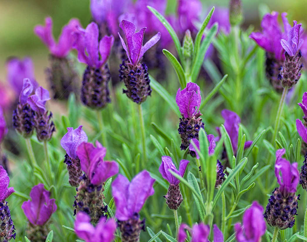 Великолепный малоуходный и неприхотливый сад ... 10 простых советов ...