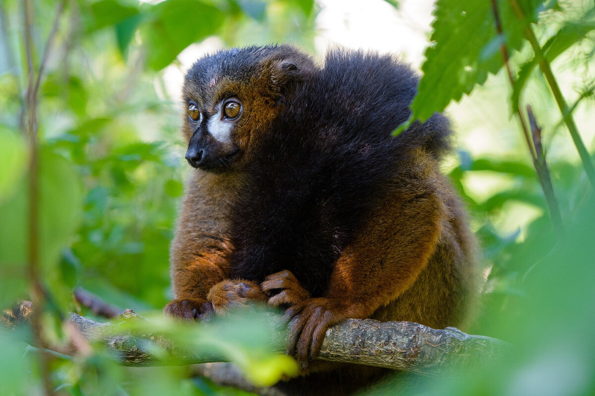 Рыжебрюхий лемур — обладатель роскошного хвоста. Длина пушистого опахала составляет 120% длины тела, что позволяет лемуру «укутаться» и не замерзать.