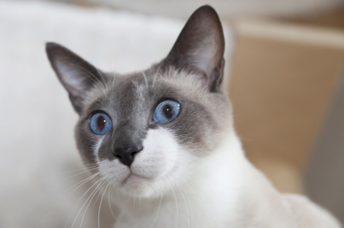    Британия планировала истребить всех домашних кошек из-за COVID-19