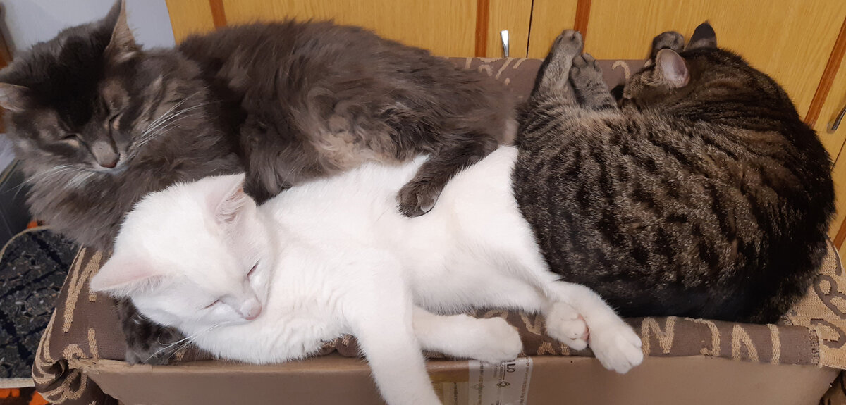 Три кота дружно отдыхают втроём. Фото автора.