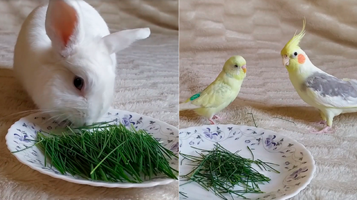 Полезное лакомство для животных 🌱 Кролик и попугаи кушают зелень