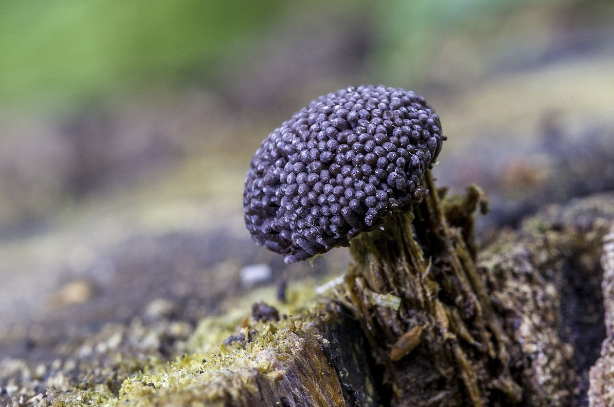 Tubifera ferruginosa. Тубифера гриб. Тубифера ржавая. Грибы и чёрная икра.